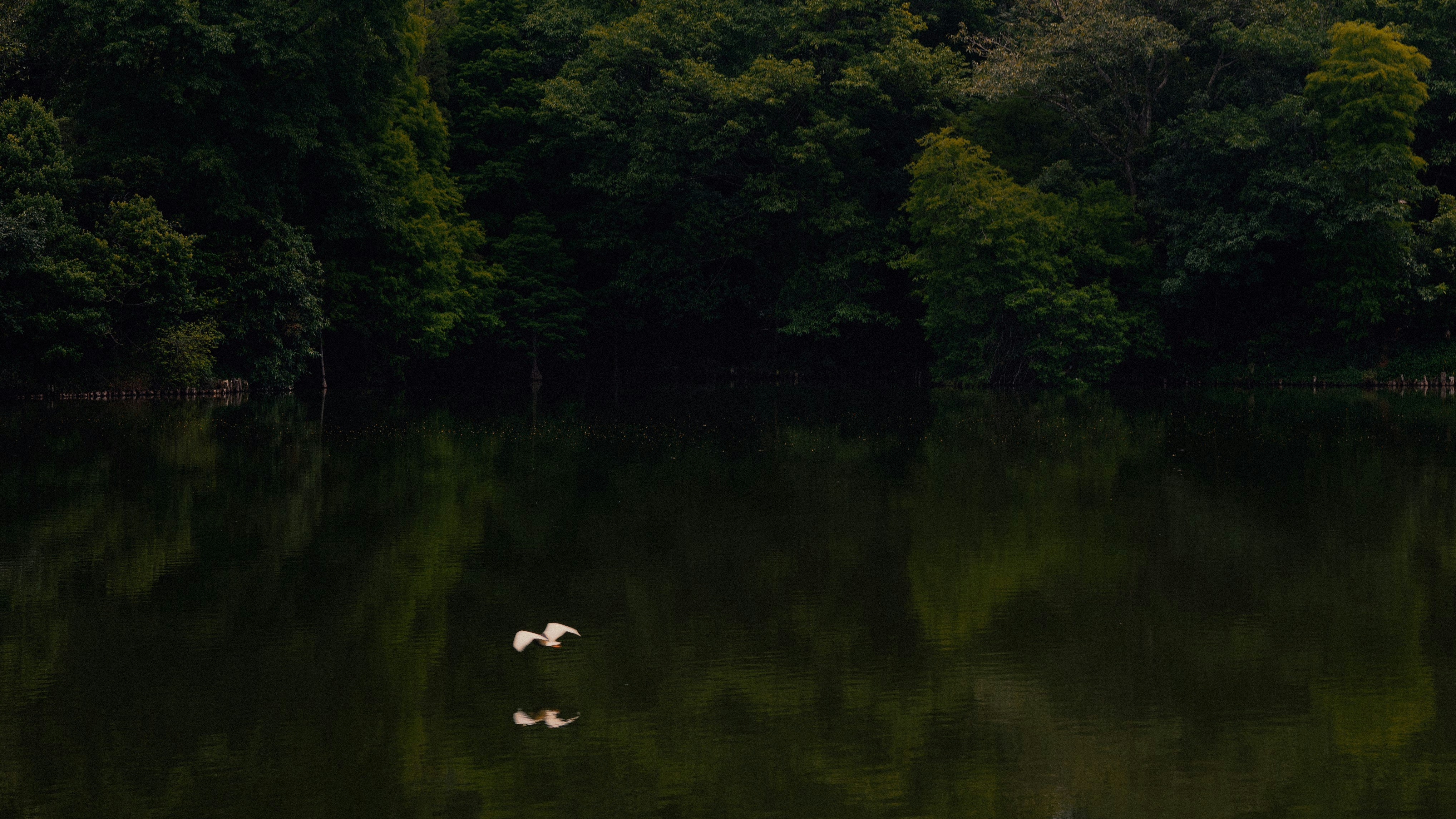 white swan on lake during daytime